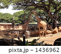 野生に近い動物園 1436962