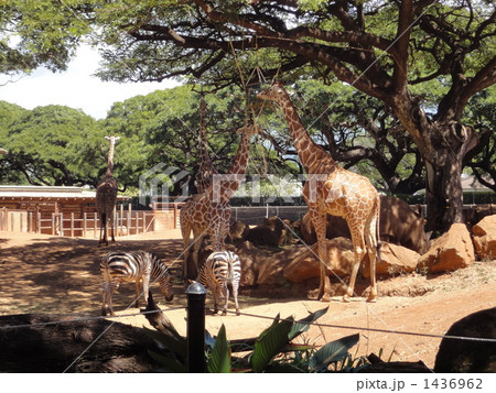 野生に近い動物園 野生に近い動物園 1436962