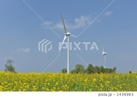 布引高原の風車と菜の花畑 布引高原の風車と菜の花畑 1436963