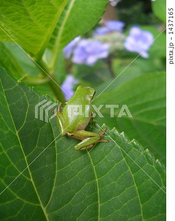 落ちないぞ 落ちないぞ 1437165