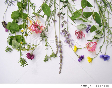 香りの草花 香りの草花 1437316