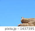 なに想う なに想う 1437395
