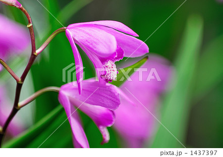 ペアの花々 1437397