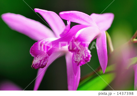 ペアの花々 ペアの花々 1437398