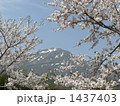 1437403