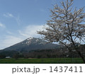 1437411