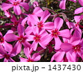 1437430
