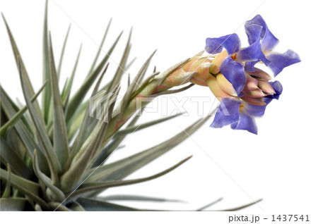 白い背景のエアプランツの花 1437541