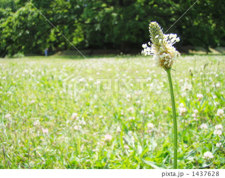 ヘラオオバコ 1437628
