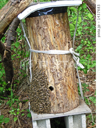 新天地を求めて集結するミツバチ 1437683