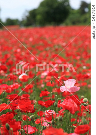 昭和記念公園のシャーレーポピー 昭和記念公園のシャーレーポピー 1437914