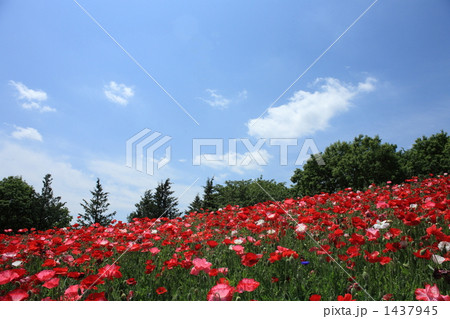 昭和記念公園のシャーレーポピー 1437945