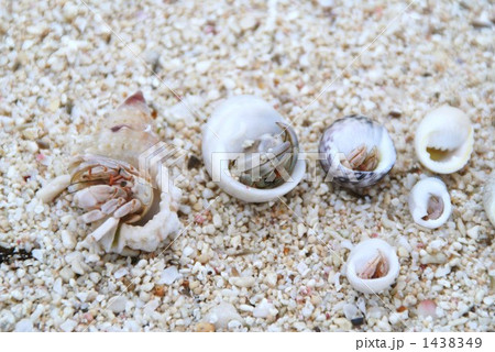 ハテノ浜のヤドカリ ハテノ浜のヤドカリ 1438349