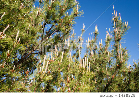 雌花が伸びる松 雌花が伸びる松 1438529