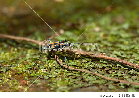 オキナワハンミョウ オキナワハンミョウ 1438549