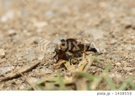 捕食中のシオヤアブのオス 捕食中のシオヤアブのオス 1438559