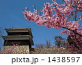 上田城の桜３ 1438597