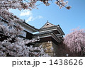 上田城の桜５ 1438626