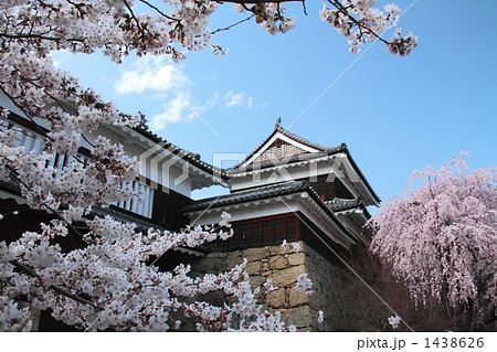上田城の桜5 上田城の桜5 1438626