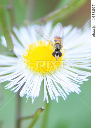 何みてんのよっ 1438897