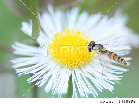 お食事中の蜂 1438898