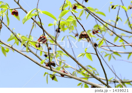 ポポーノキの花 1439021