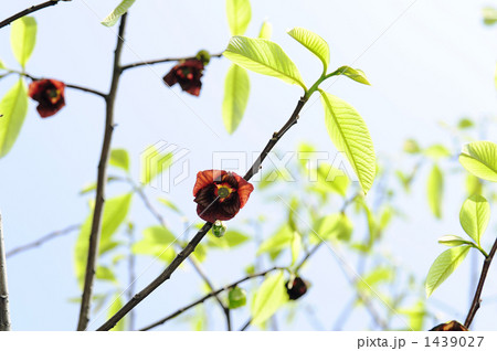 ポポーノキの花 1439027