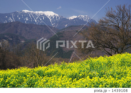 菜の花と鳳凰三山 1439108