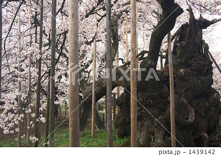 神代桜 神代桜 1439142