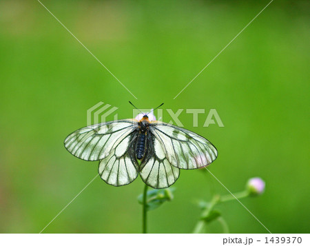 ウスバシロチョウ ウスバシロチョウ 1439370