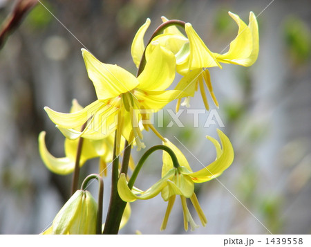 黄色のカタクリ 1439558
