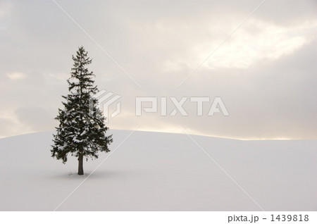 クリスマスツリー 1439818