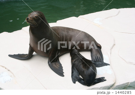 アシカの親子 1440285