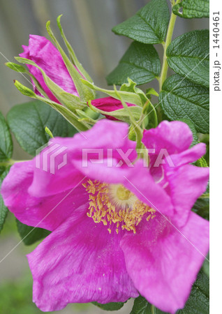 ハマナスの花 1440461