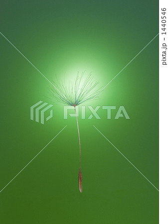 タンポポの種 1440546