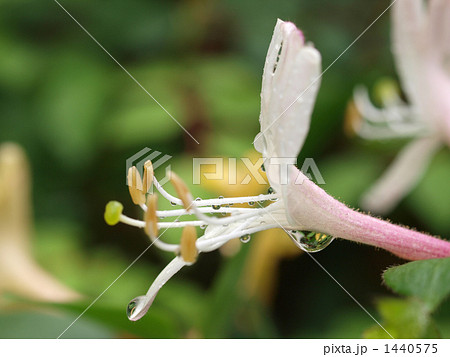 雨上がりのスイカズラ 1440575