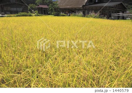 秋の白川郷 1440579