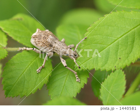 シロコブゾウムシ 1440581