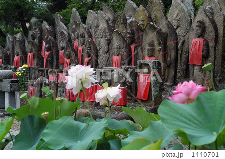 喜光寺の石仏と花蓮 1440701