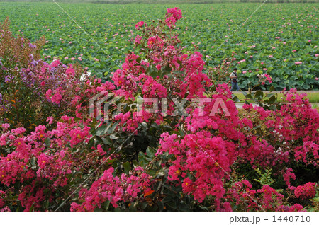 百日紅と蓮群生 1440710