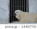 白クマ 1440756