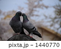 愛情 1440770