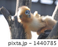キンシコウ 1440785
