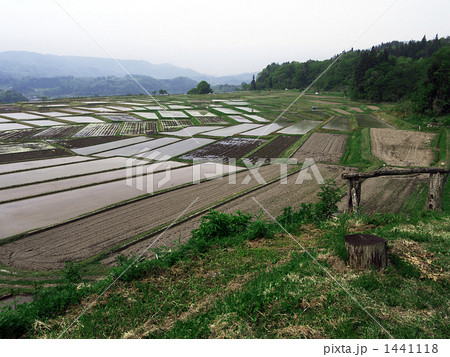 「椹平の棚田」 「椹平の棚田」 1441118