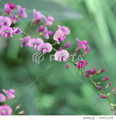 ハーデンベルギア 1441129