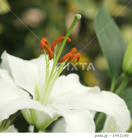 カサブランカ 1441140