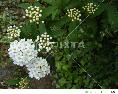 こでまりとアイビー 1441186