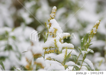 雪のセイタカアワダチソウ 雪のセイタカアワダチソウ 1441249