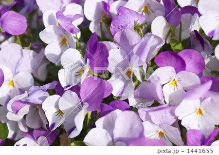 パンジーの花 1441655