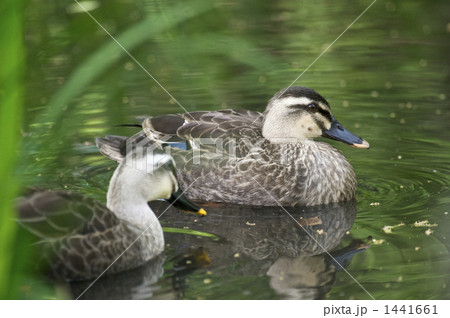 ペアのカルガモ 1441661